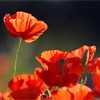 Common Poppy (Papaver rhoeas) - red petals backlit in early morning light. Scotland